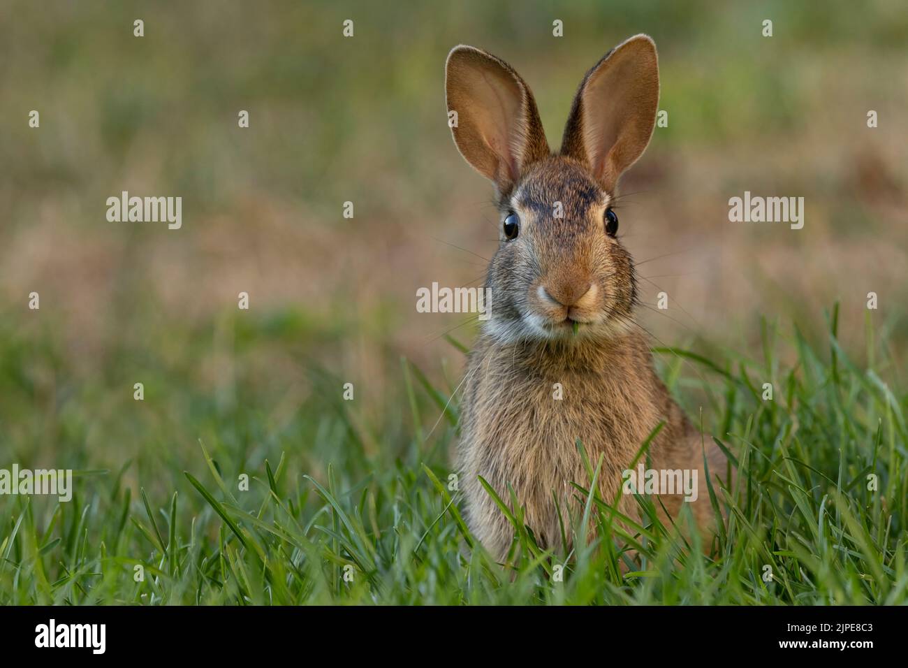 Eastern Cottontail Rabbit (Sylvilagus floridanus) Stock Photo
