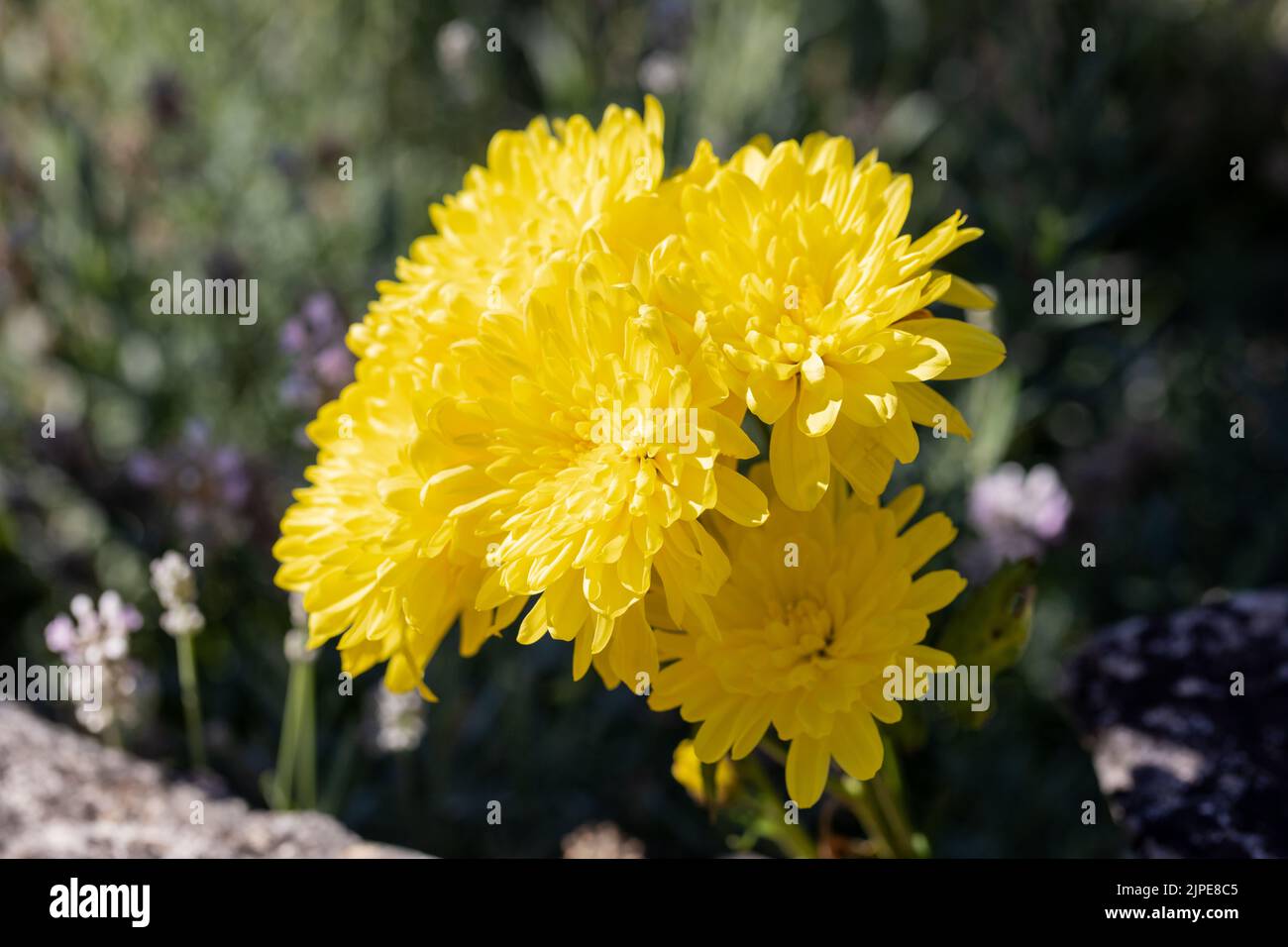 Yellow Chrysanthemum flowers in summertime Stock Photo