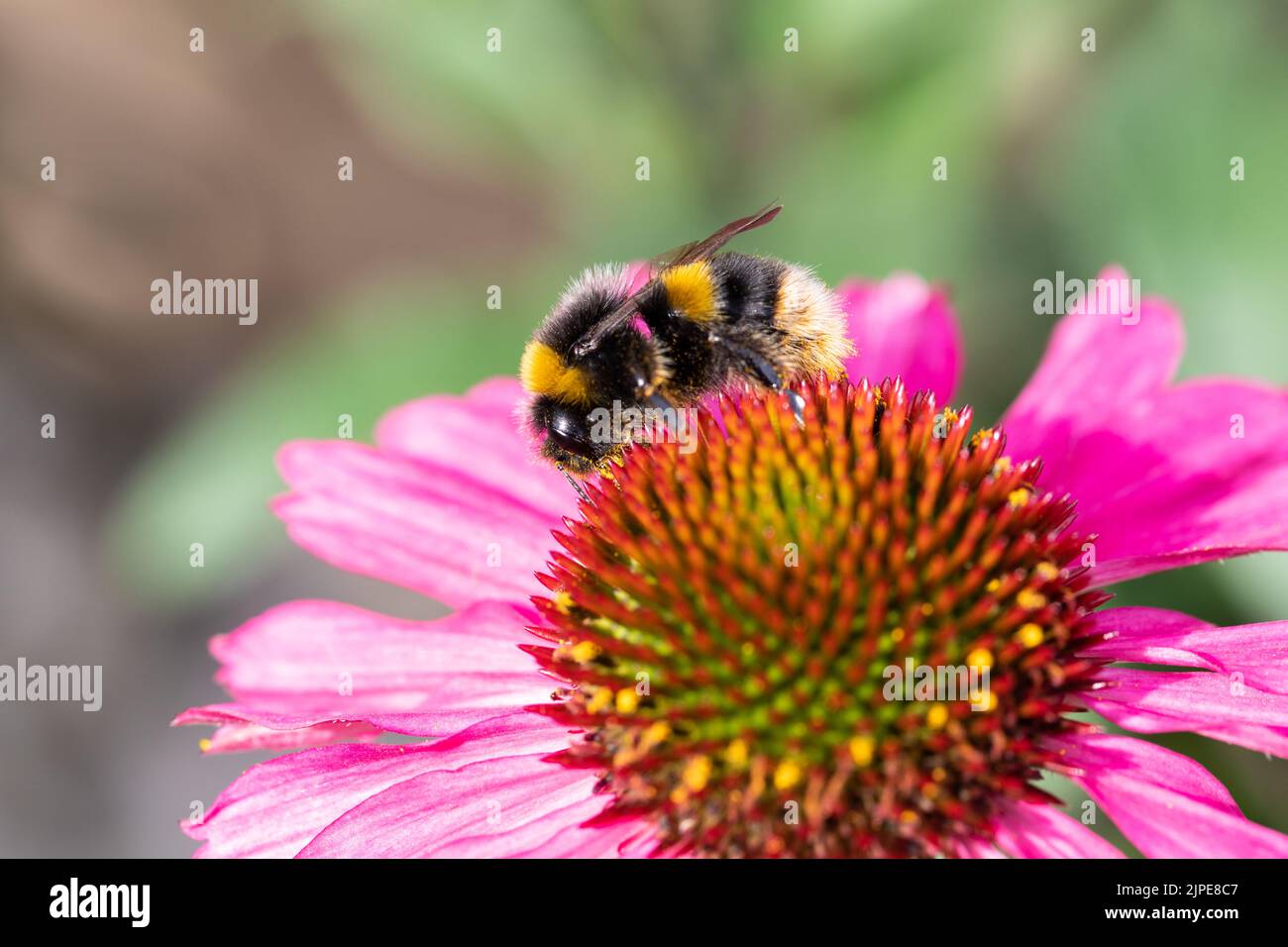 Buff tailed bumblebee (Bombus terrestris) feeding on Echinacea flower Stock Photo