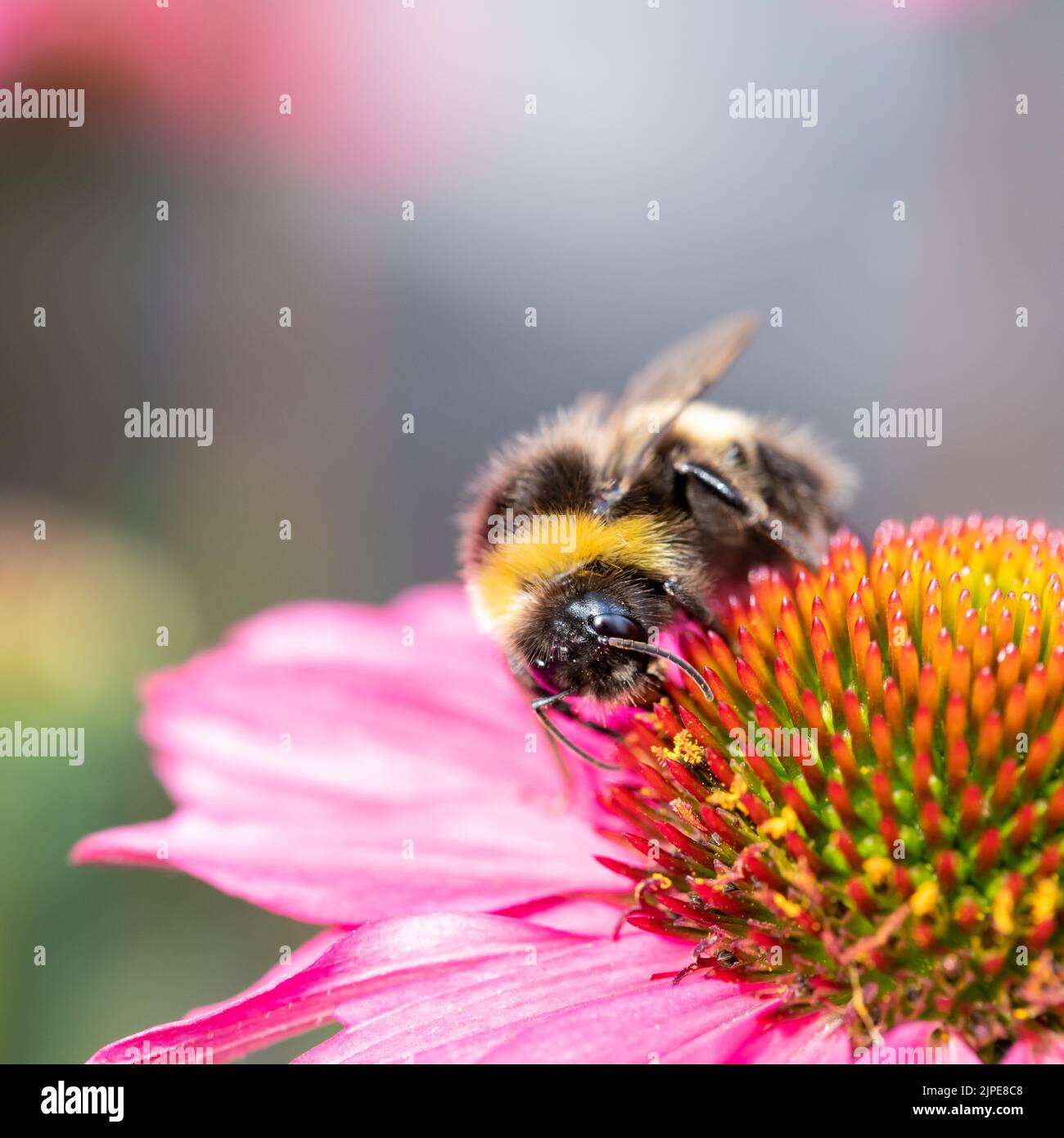 Buff tailed bumblebee, Bombus terrestris feeding on Echinacea flower Stock Photo