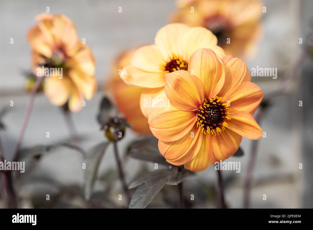 Dahlia 'Mystic Haze' apricot-orange flower in summertime Stock Photo