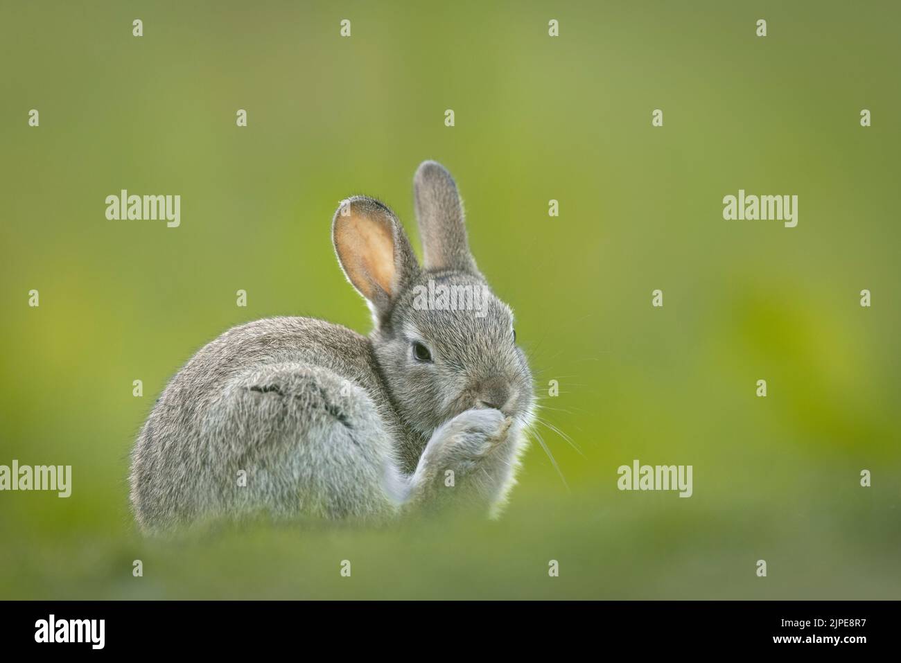 Rabbit looking beautiful in grassland. Stock Photo