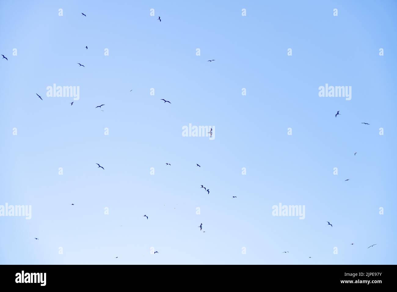 Birds flying in the sky over a beach in Sayulita, Mexico Stock Photo