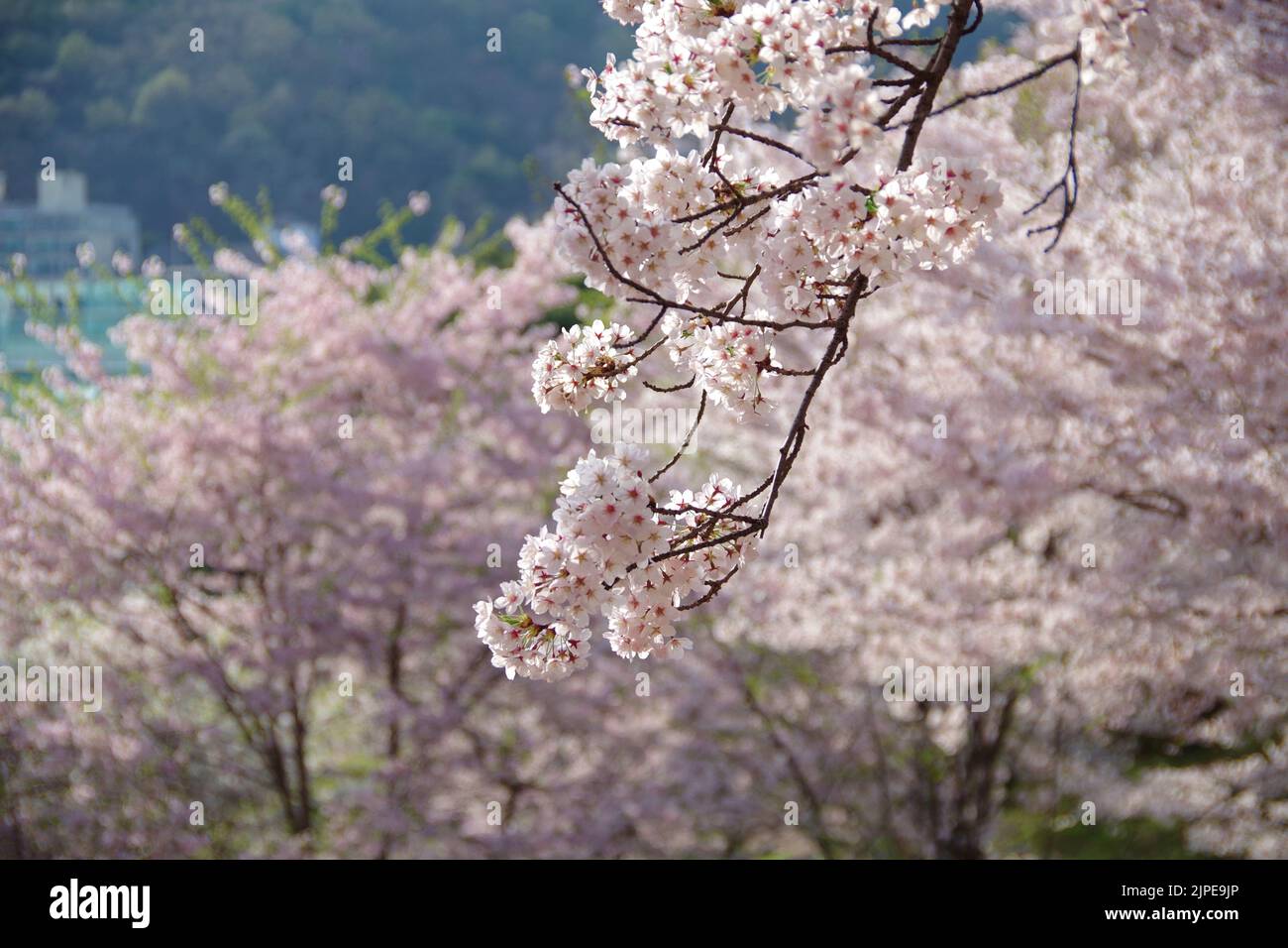 cherry blossoms in korea Stock Photo Alamy