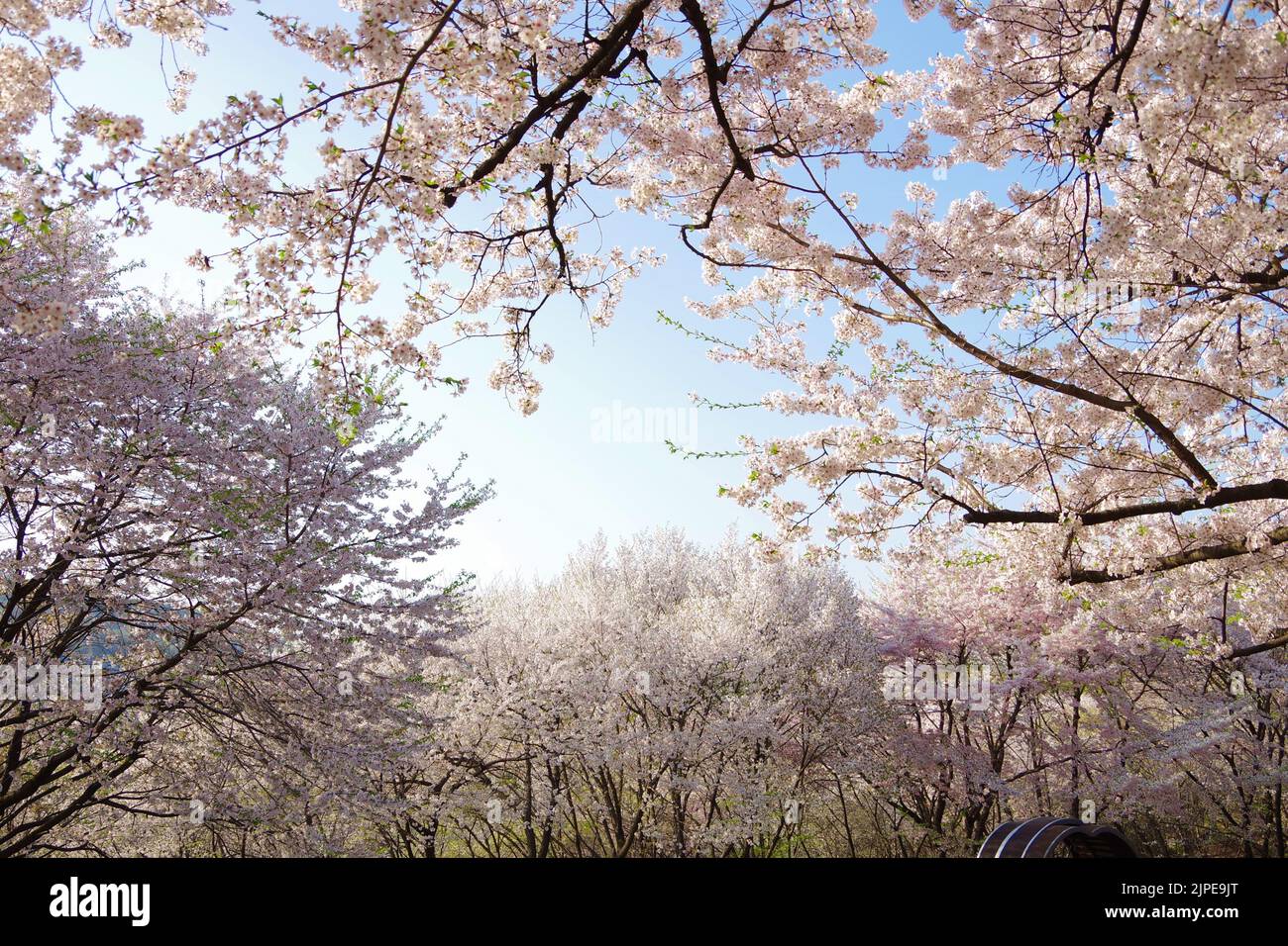cherry blossoms in korea Stock Photo Alamy