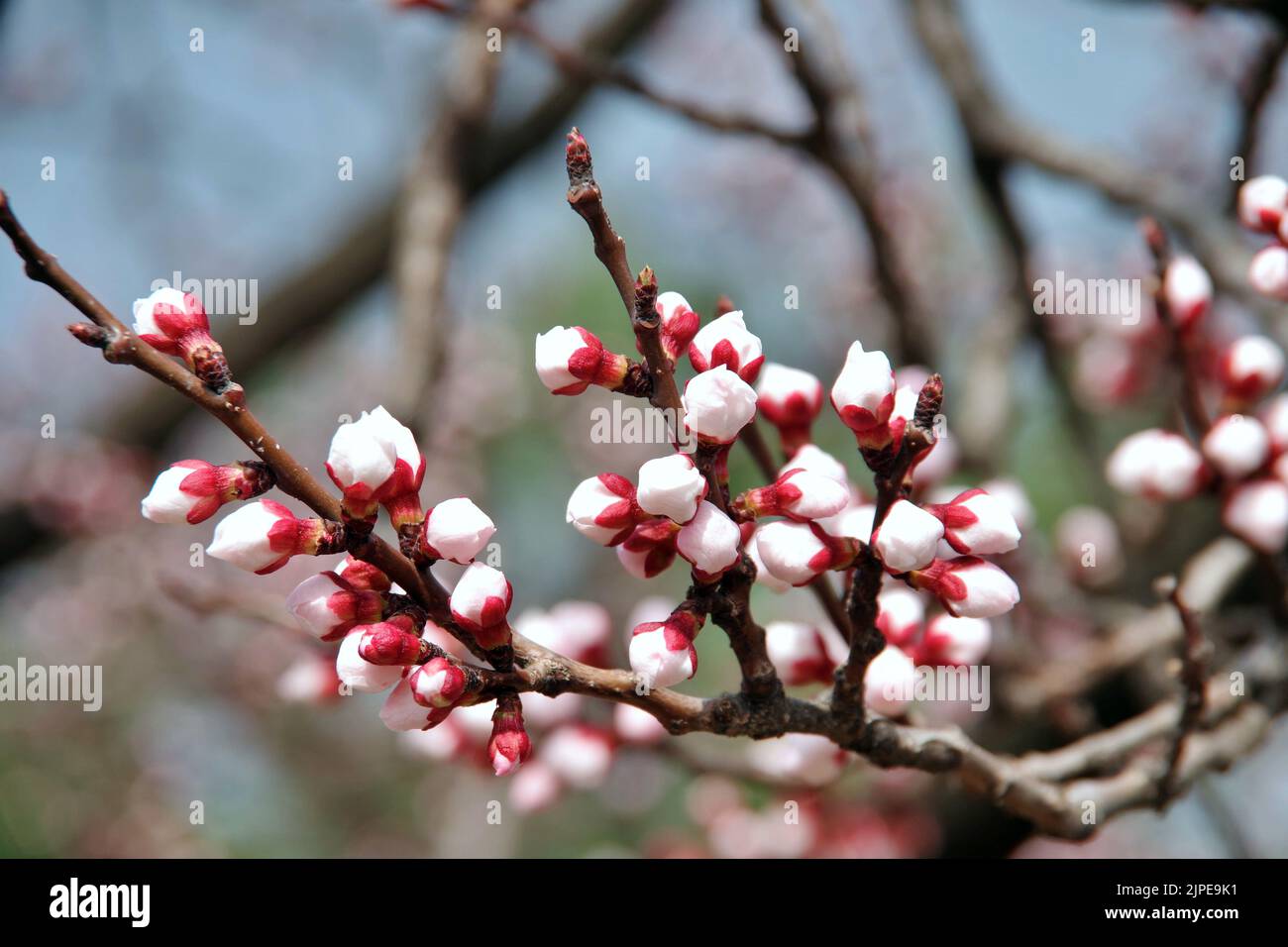cherry blossoms in korea Stock Photo Alamy
