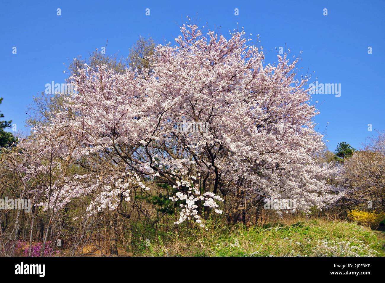 cherry blossoms in korea Stock Photo Alamy