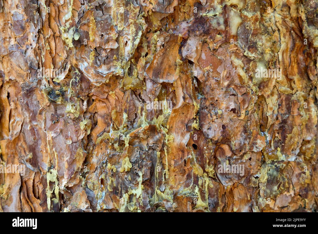 Weeping pitch, Pine Bark Beetle infestation  'Dendroctonus ponderosae', Ponderosa Pine 'Pinus ponderosa'. Stock Photo
