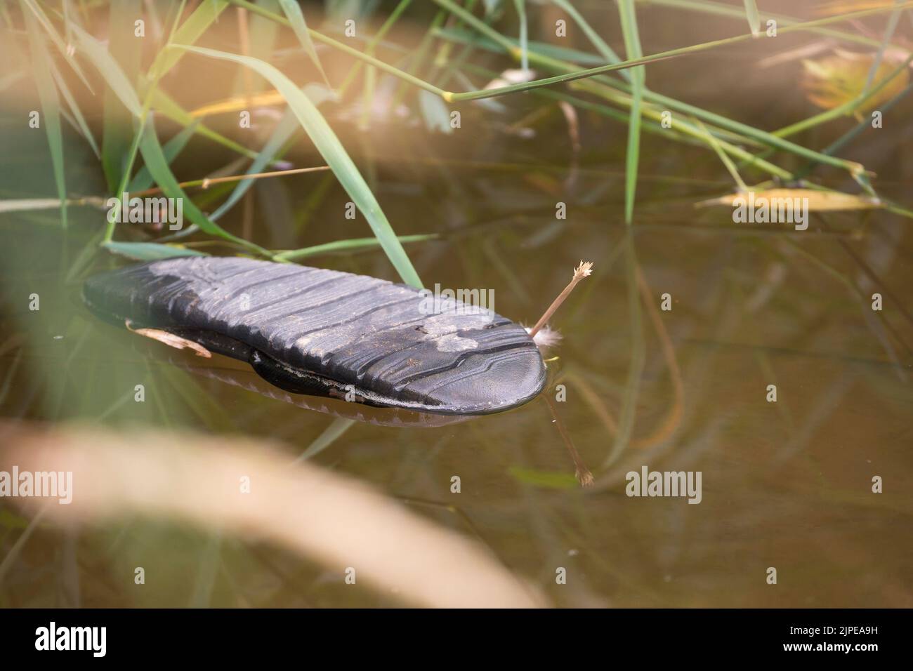 Floating shoe in water Stock Photo