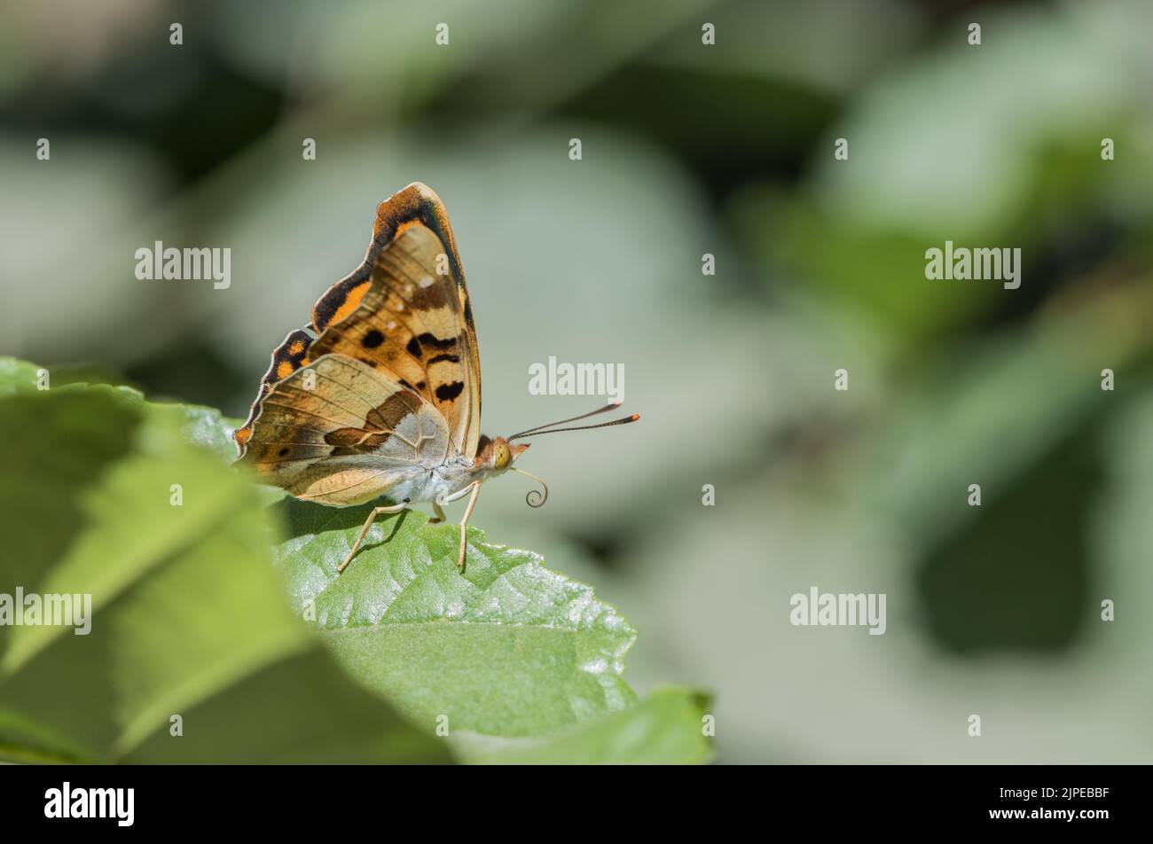 Thaleropis ionia hires stock photography and images Alamy