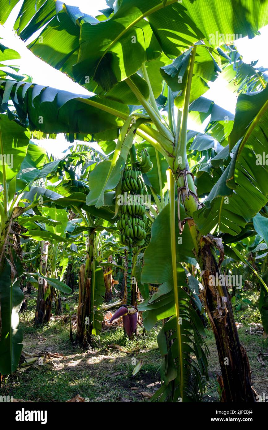 Banana grove, plantation. Banana trees with green ripening bananas. Harvest coming soon. Vertical photo. Close-up. Selective focus. Stock Photo