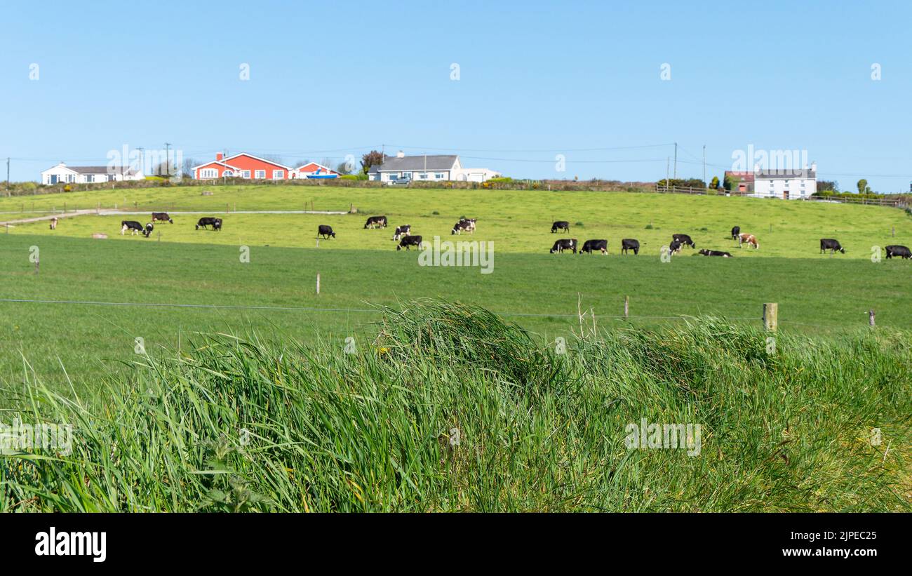 A village among the green Irish hills. Pastoral European landscape. Green farm fields on a sunny day. Natural Beauty of Ireland, West Cork. Green gras Stock Photo