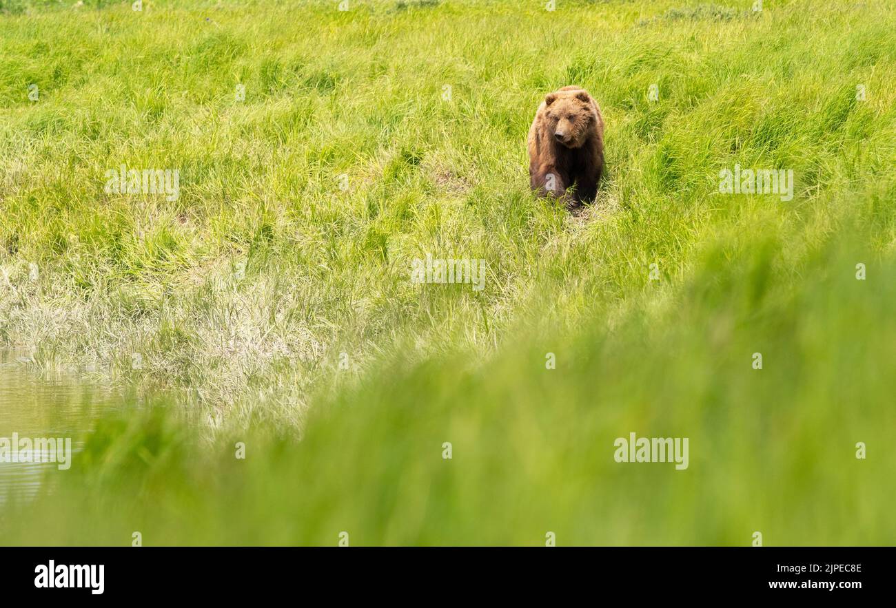 Alaskan brown bear feeding in McNeil River state game sanctuary and