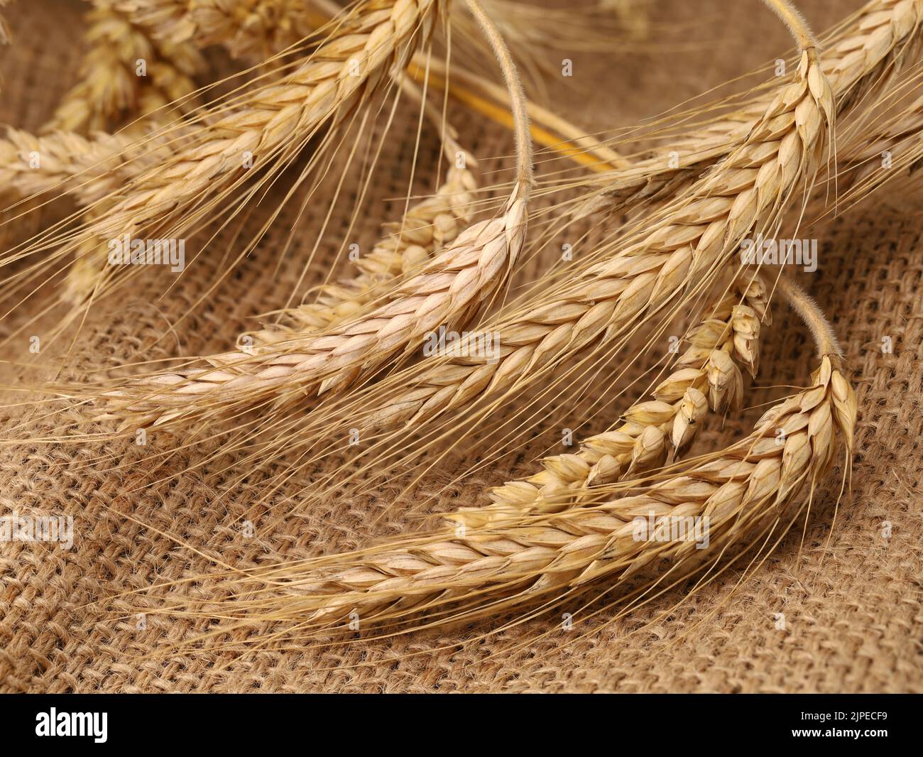 fresh wheat ears on burlap sack, close up Stock Photo