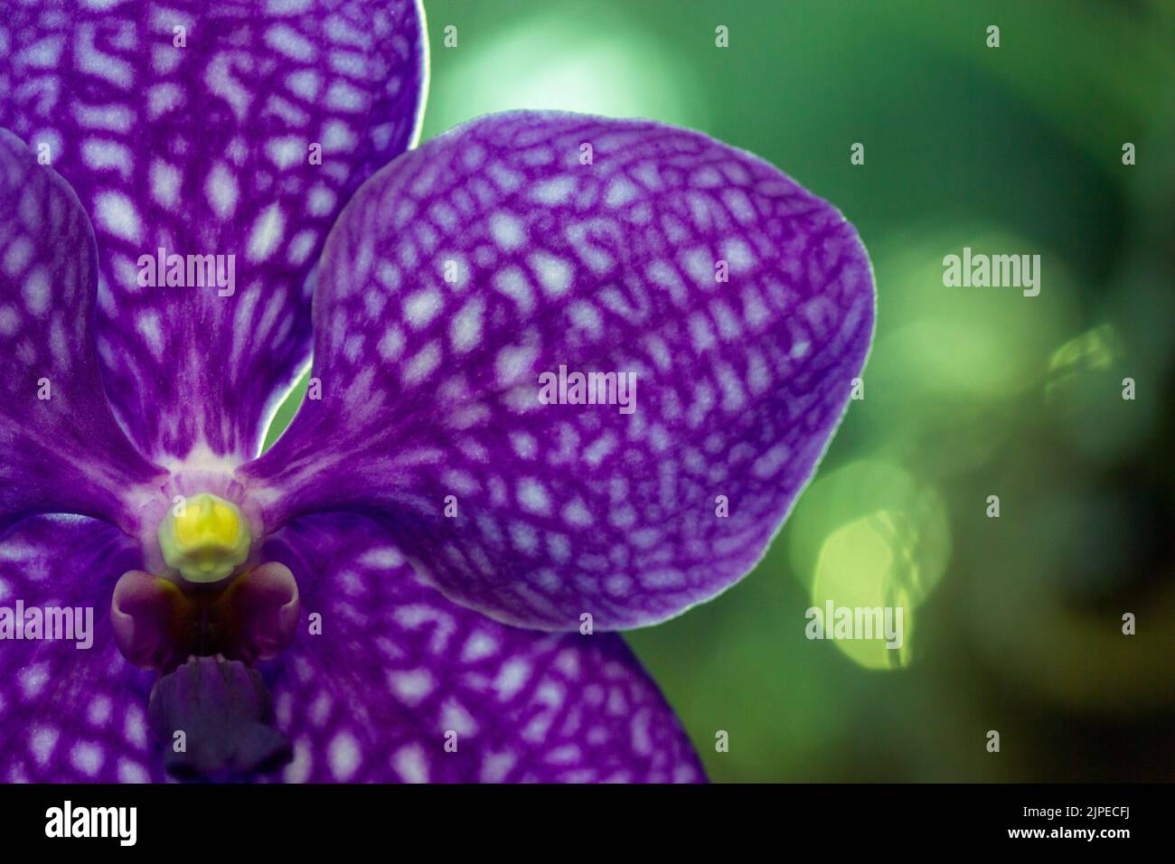 Macro photo of purple orchid petals in white spots on blurred green