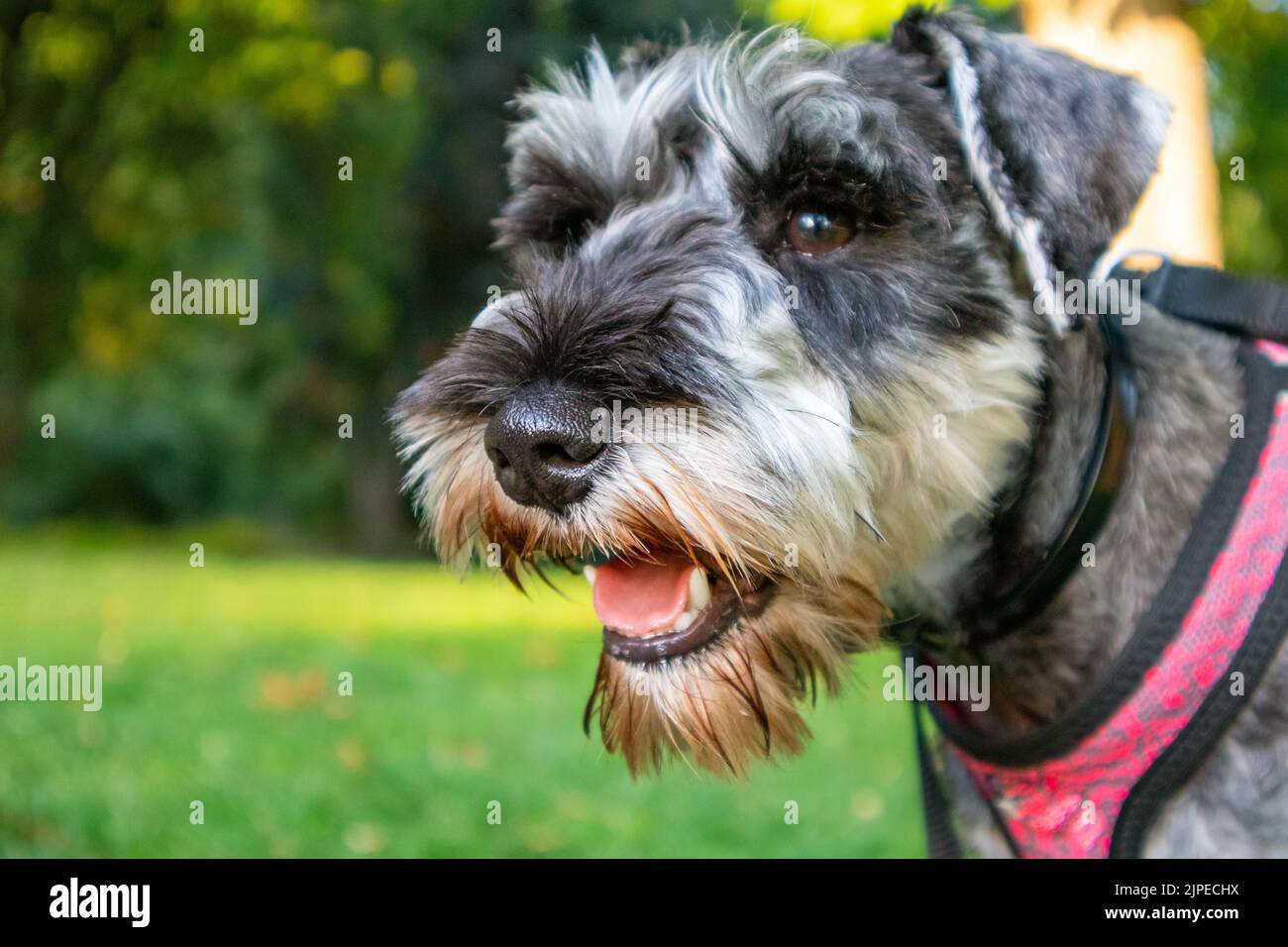 Small happy Zwergschnauzer puppy portrait on a green lawn in sunny