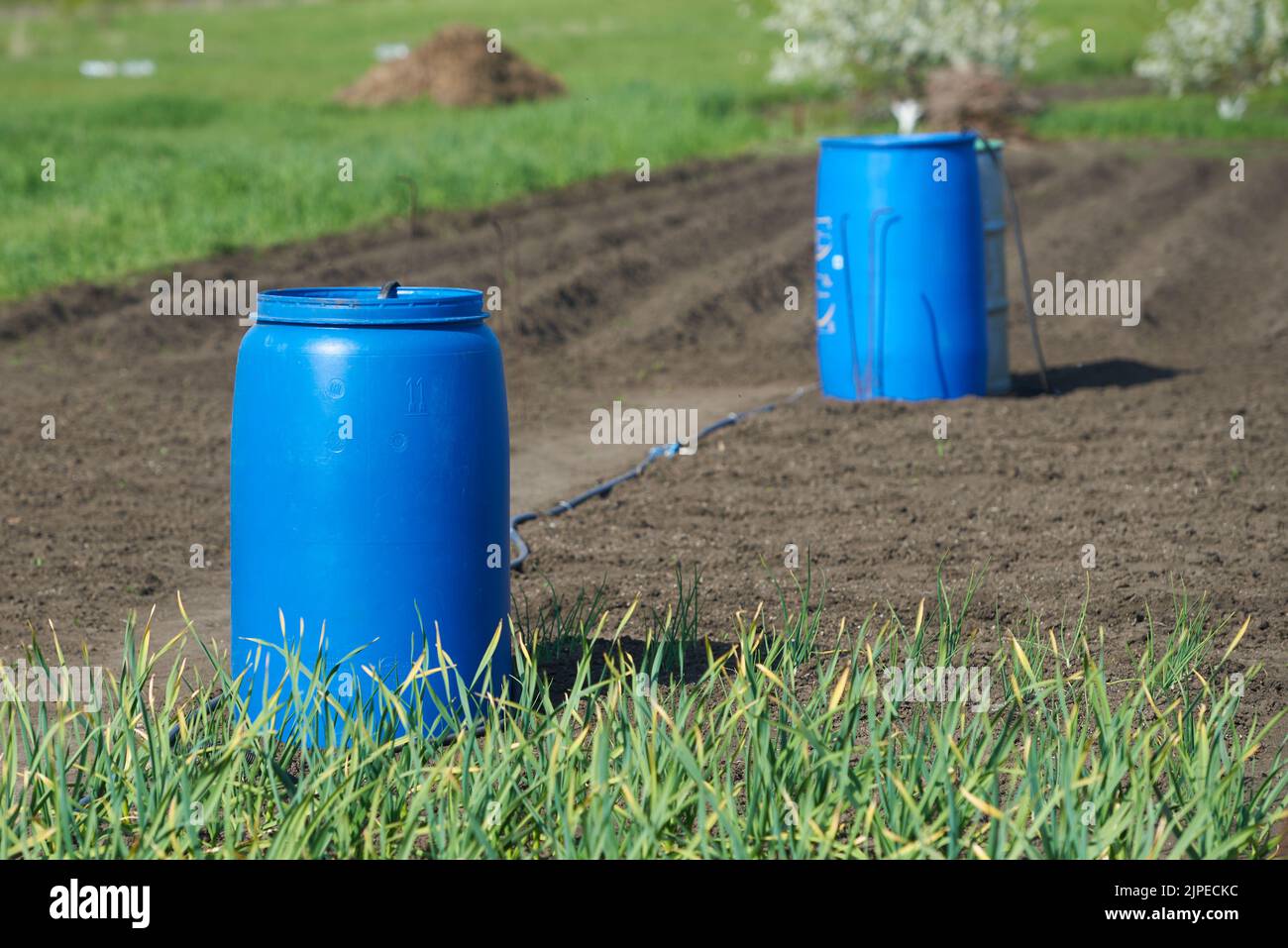 Plastic barrel of water for watering the vegetable garden Stock Photo