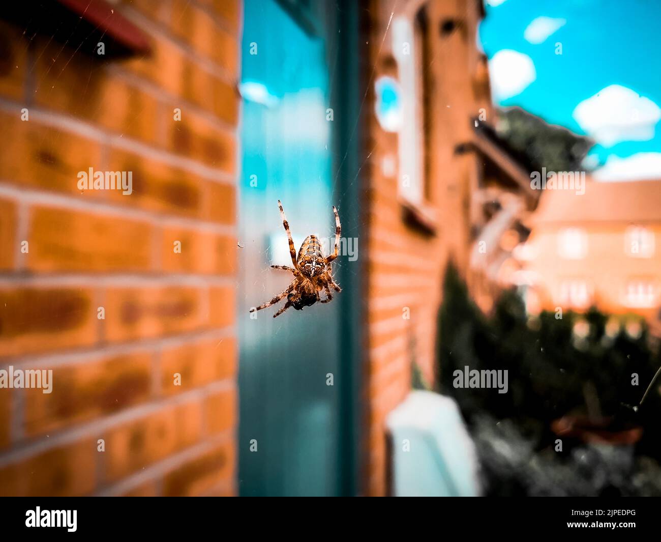 Arachnoyd hi-res stock photography and images - Alamy