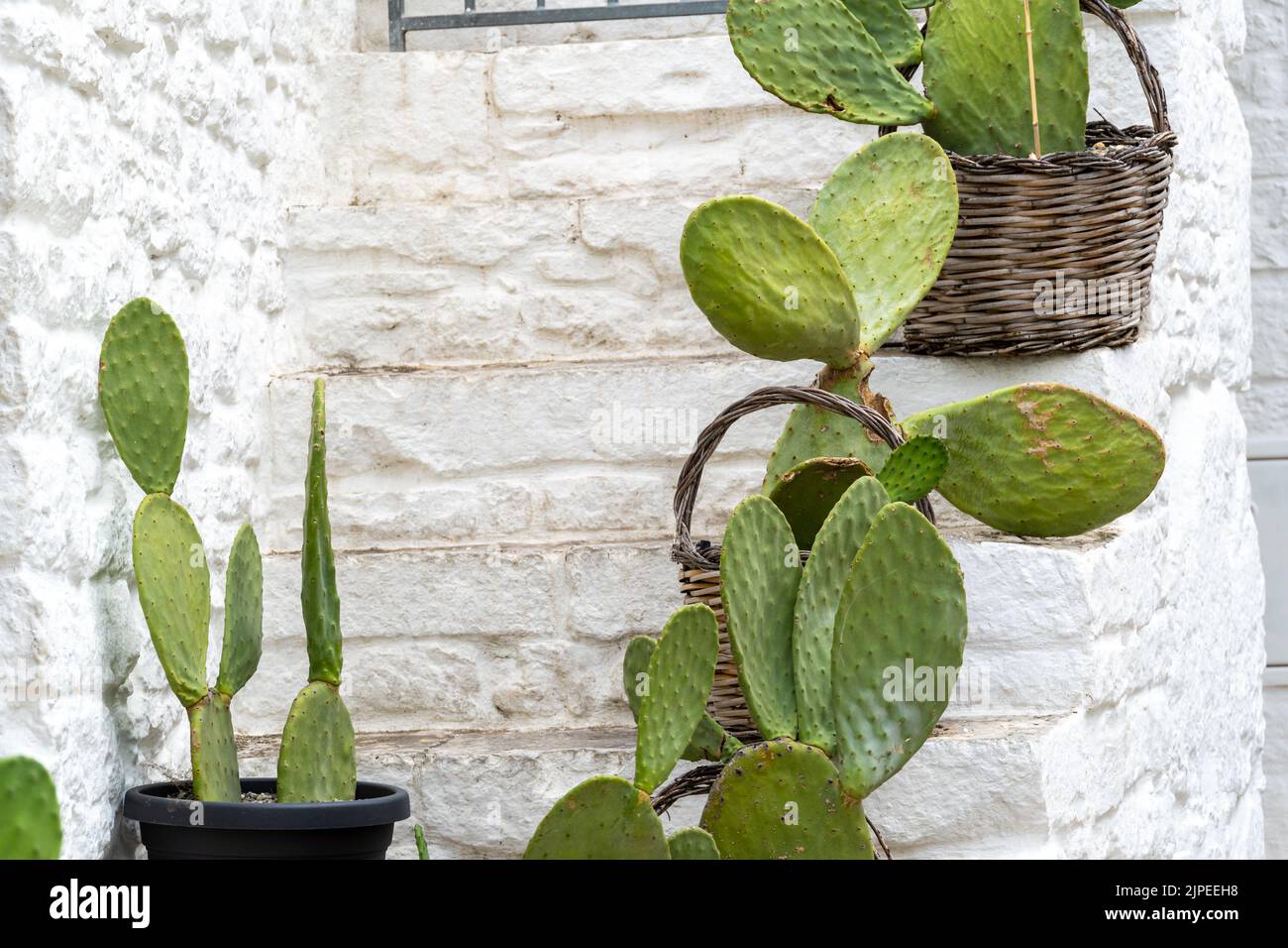Prickly pear cactus (Opuntia ficus-indica, also known as Indian fig opuntia, barbary fig, cactus pear, spineless cactus) in Alberobello Puglia Stock Photo