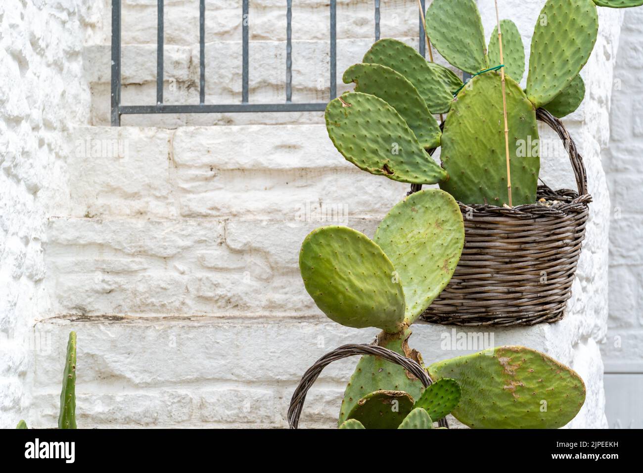 Prickly pear cactus (Opuntia ficus-indica, also known as Indian fig opuntia, barbary fig, cactus pear, spineless cactus) in Alberobello Puglia Stock Photo
