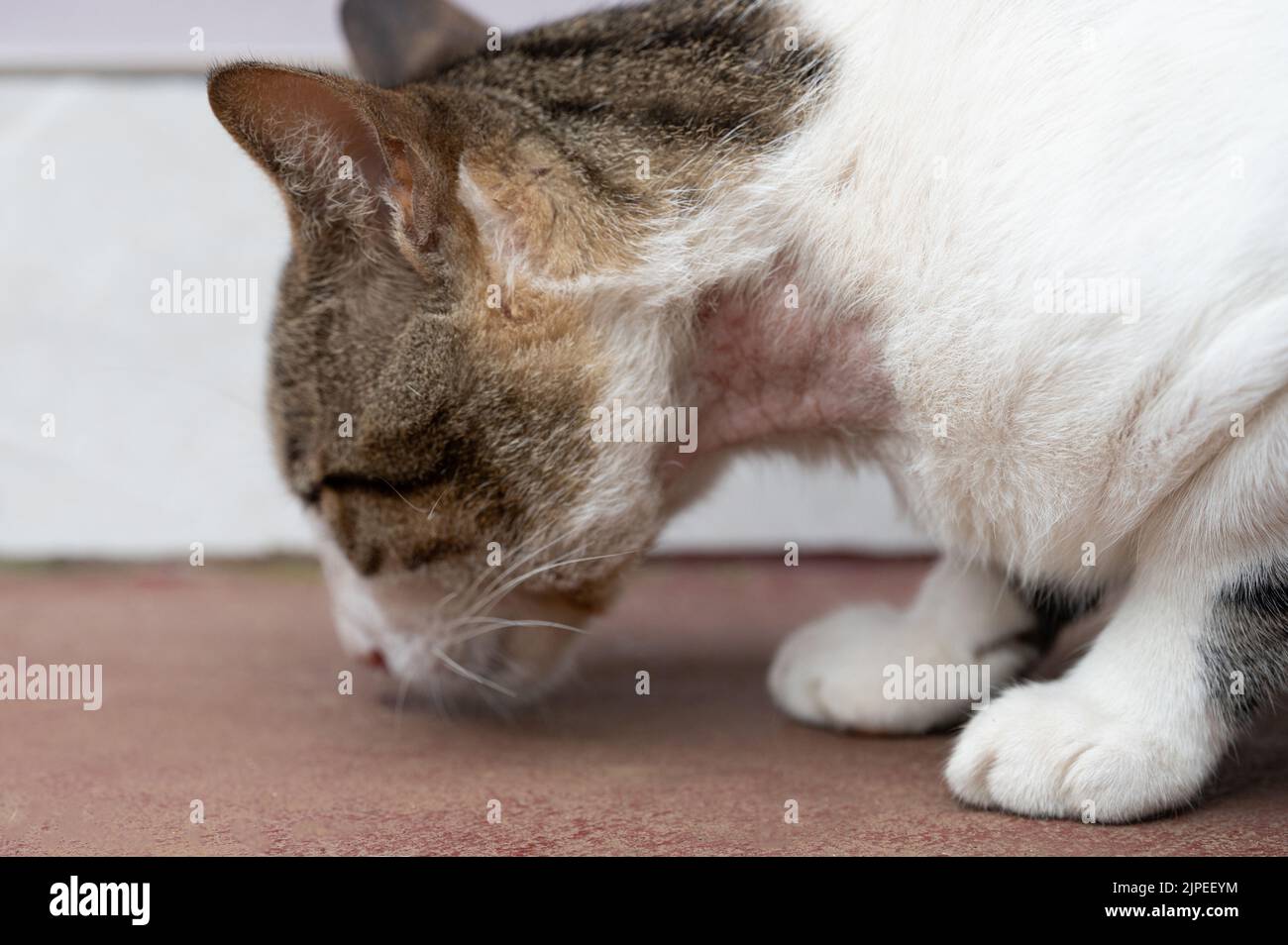 Wound on cat neck. Cat veterinary theme Stock Photo