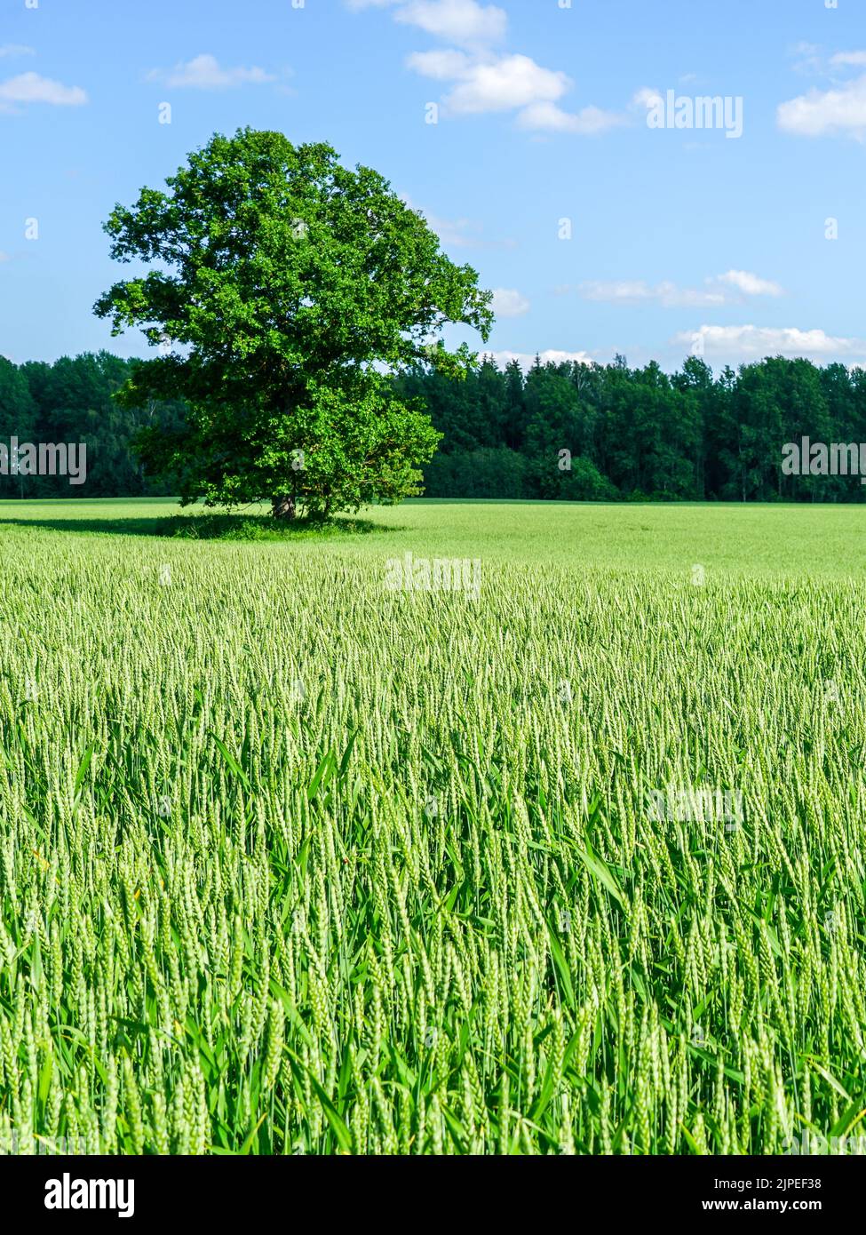 An oak tree in the middle of a wheat field against a background of ...