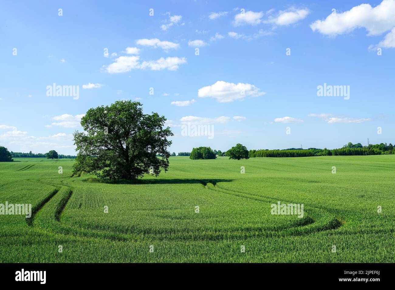 An oak tree in the middle of a wheat field and a technological path ...