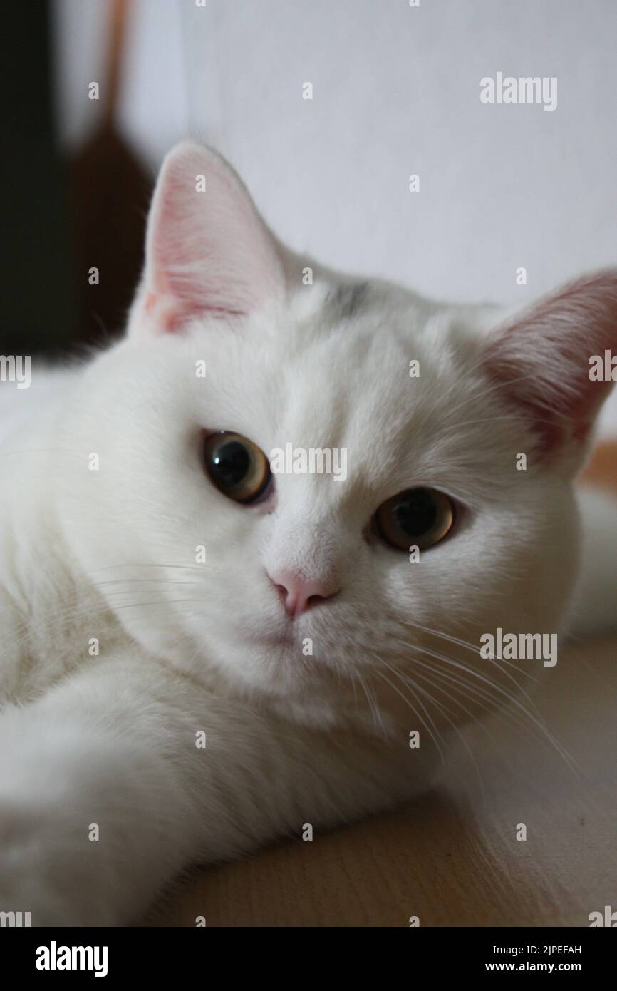 A vertical shot of a white cat lying on the floor Stock Photo - Alamy