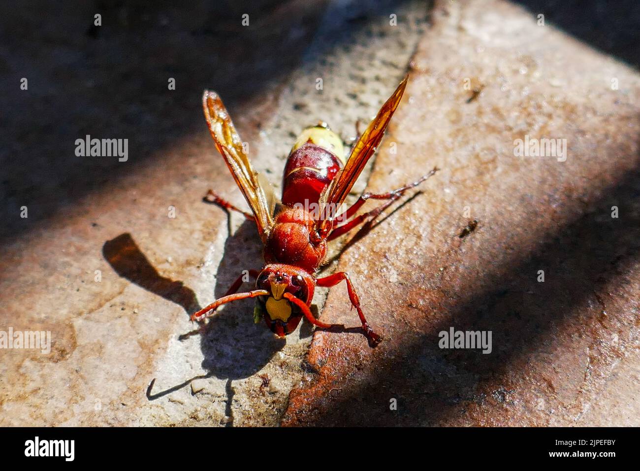 Oriental hornet n the ground in the sun Stock Photo