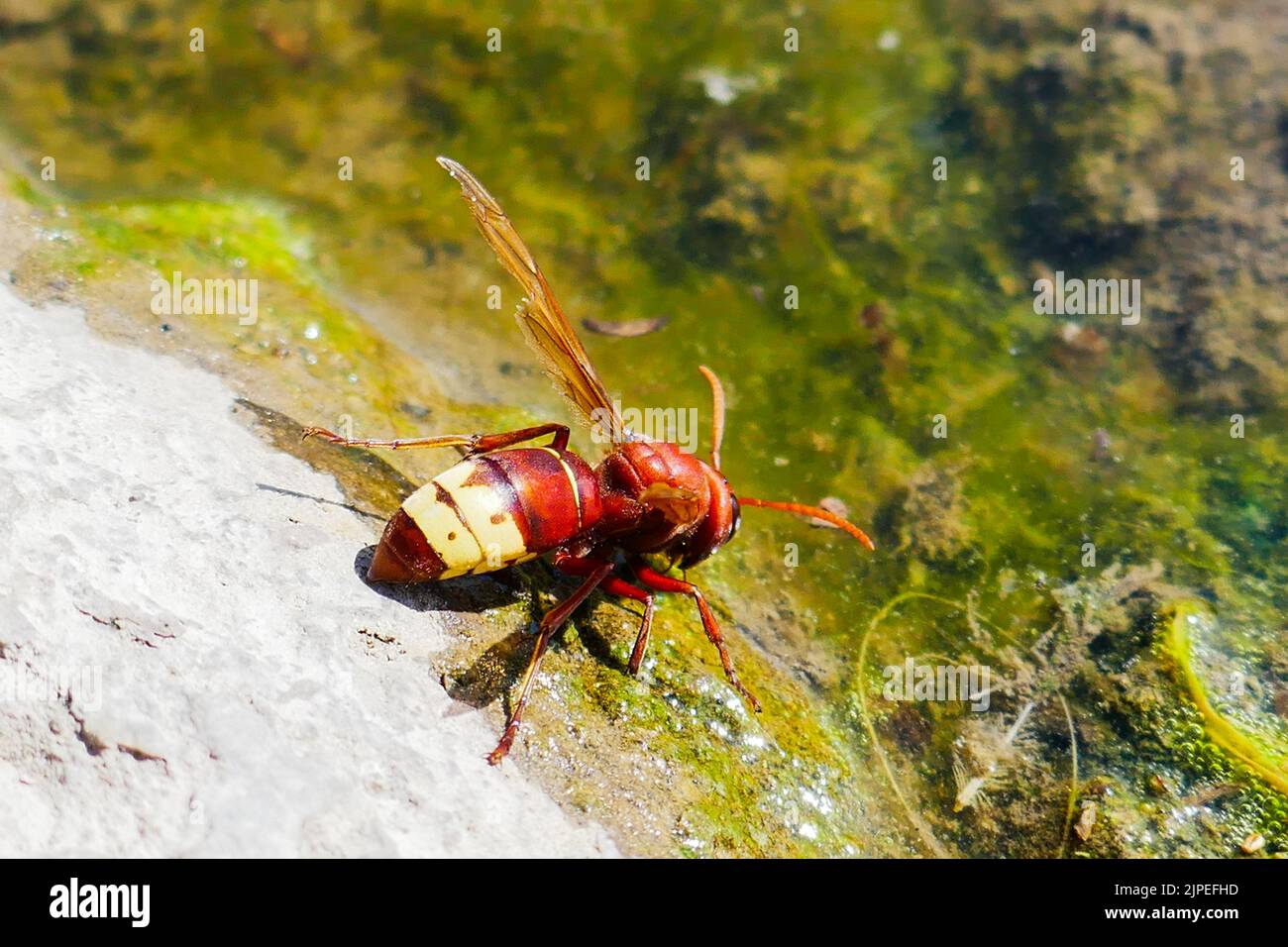 Oriental hornet n the ground in the sun Stock Photo