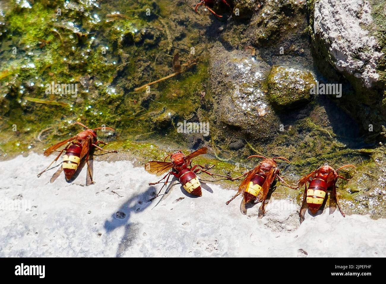 Oriental hornet n the ground in the sun Stock Photo