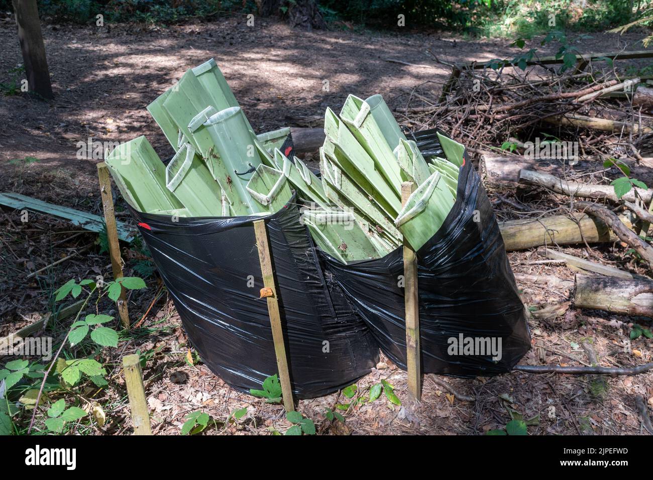 Green plastic sleeves from a tree-planting project collected up afterwards in black sacks for disposal, UK Stock Photo