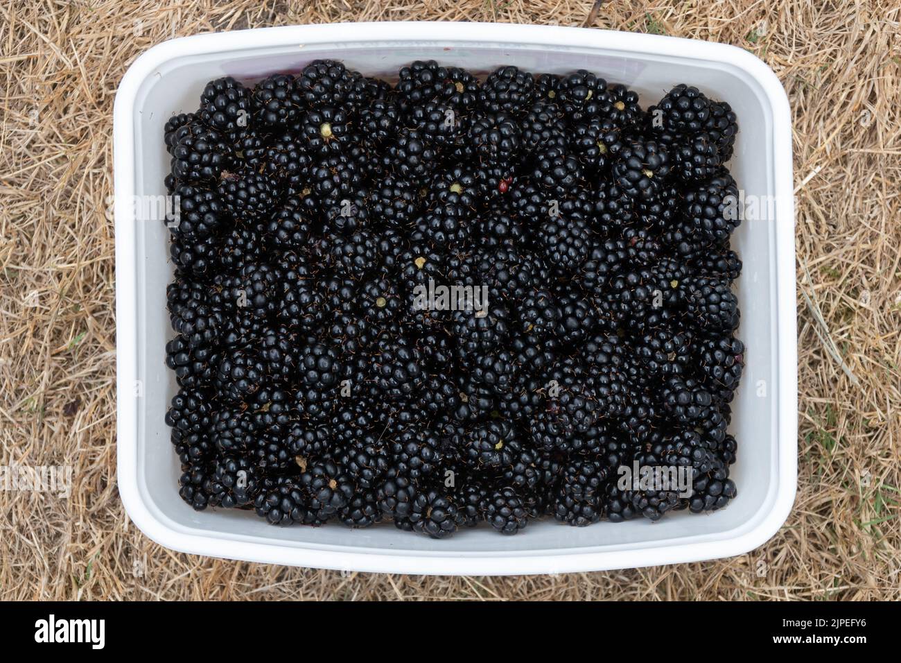 Good crop in 2022 hi res stock photography and images Alamy