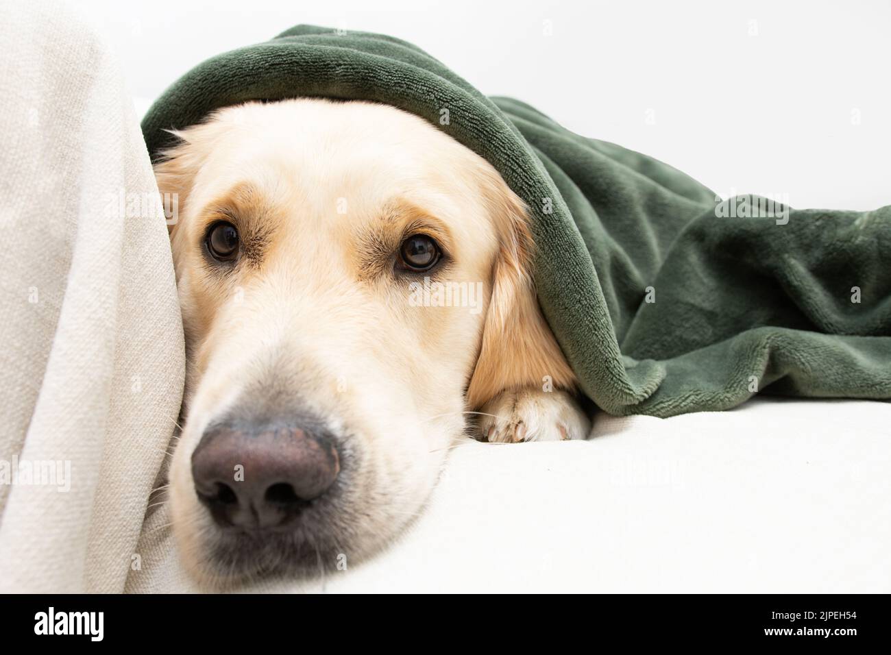 Cute golden retriever dog covered with a green blanket on winter or