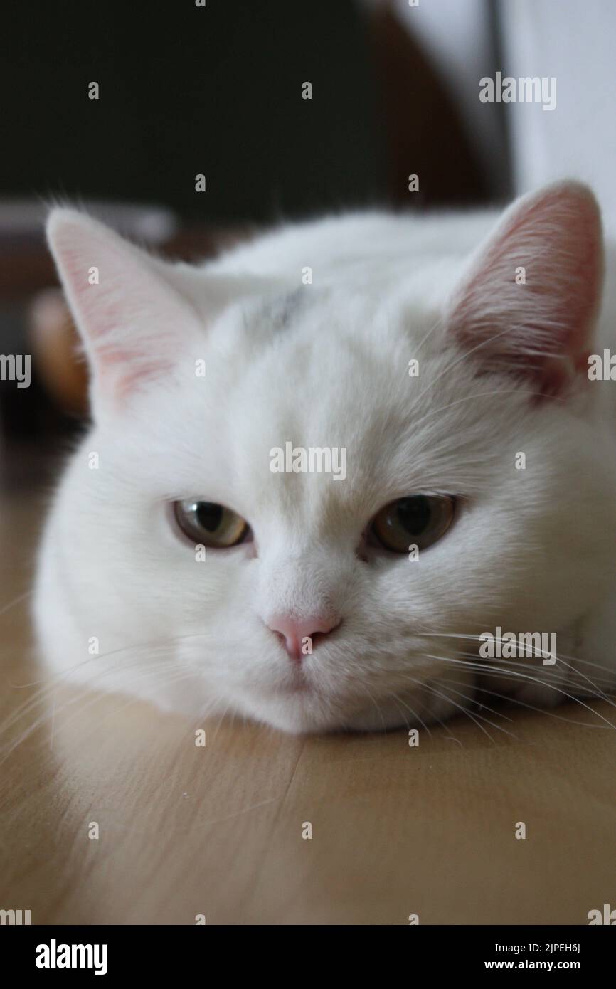 A vertical portrait of a lazy white cat lying on the floor Stock Photo ...