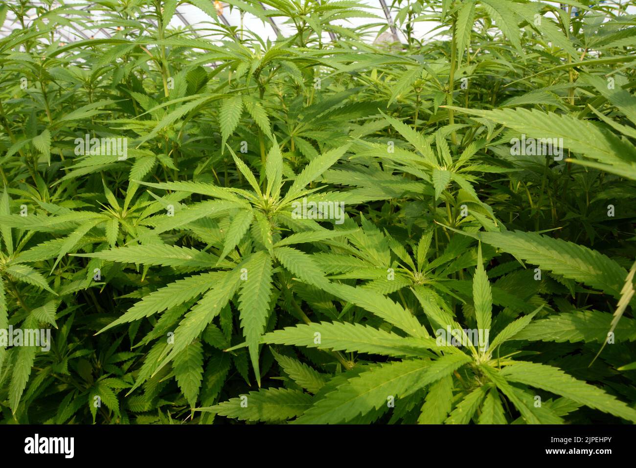Legal recreational marijuana or cannabis plants being grown in a greenhouse on a sustainable farm near the town of Creemore, Ontario, Canada. Stock Photo