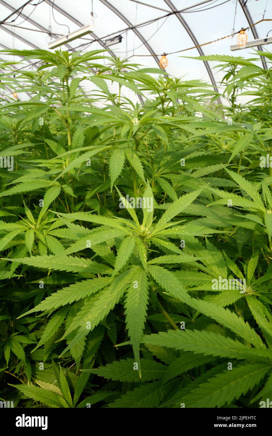 Legal recreational marijuana or cannabis plants being grown in a greenhouse on a sustainable farm near the town of Creemore, Ontario, Canada. Stock Photo