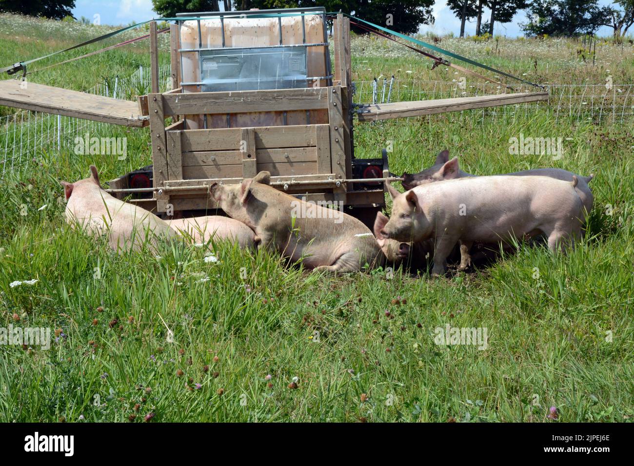 Free range pigs drinking from a water trough humanely raised at an organic sustainable small-scale farm near the town of Creemore, Ontario, Canada. Stock Photo