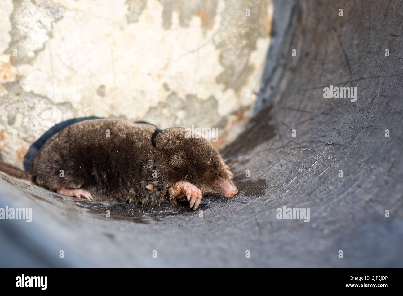 earth mole, an animal pest caught in a bucket. Pest control in the garden. Stock Photo