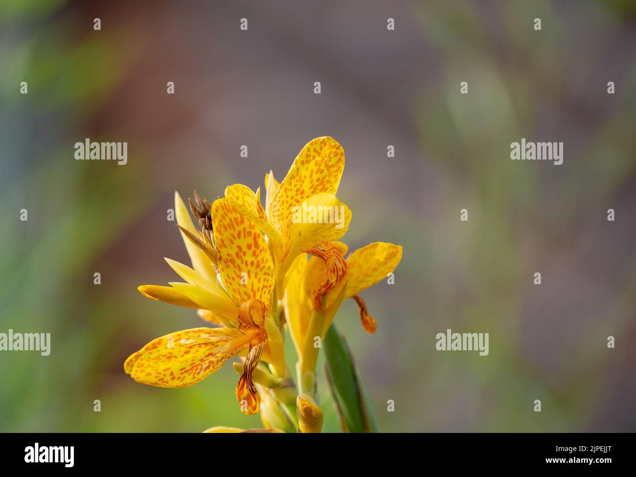 close up of a beautiful yellow canna lily, Indian shot (Canna indica) in early summer bloom Stock Photo
