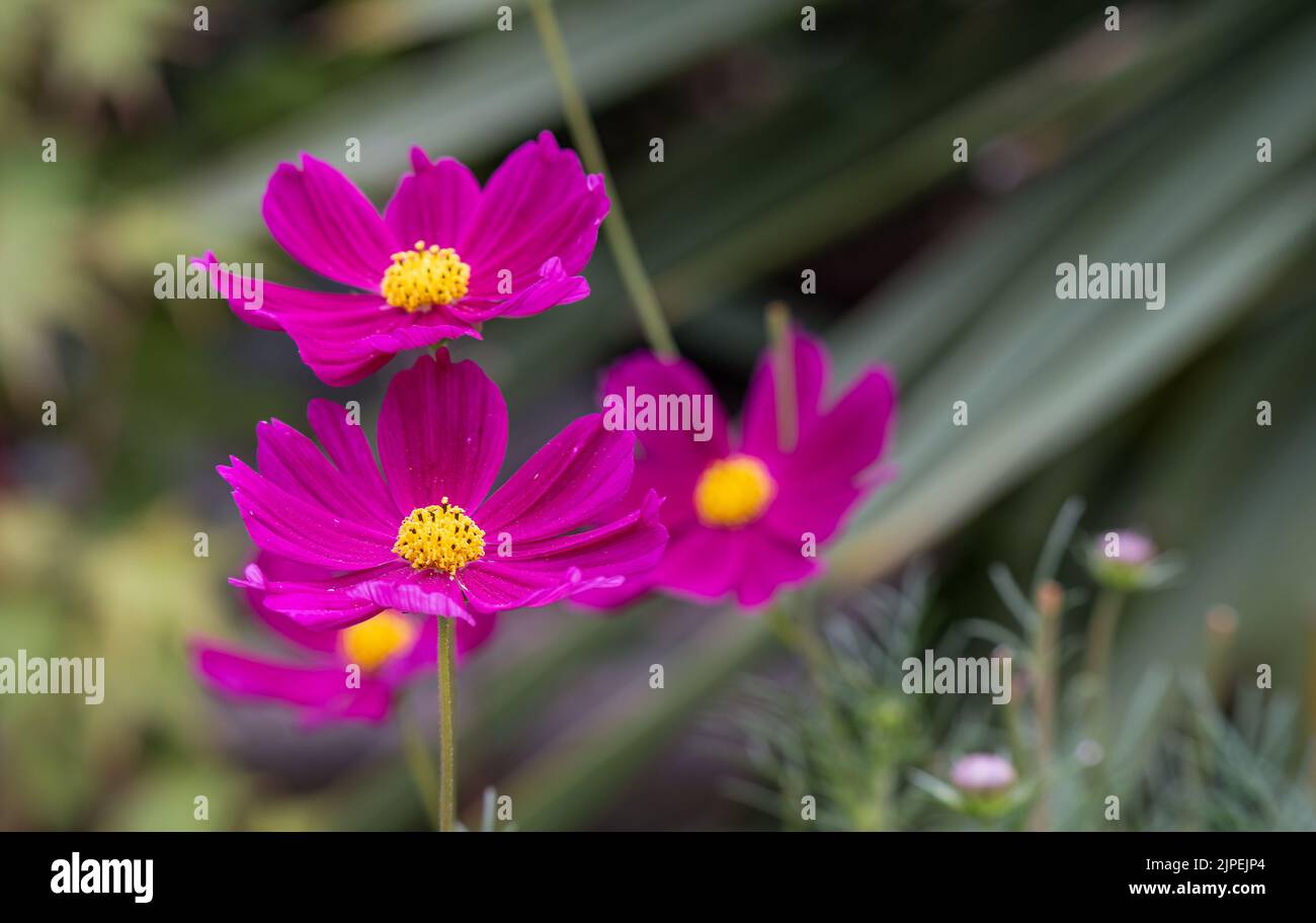 close up of beautiful purple summer Cosmos flowers (Cosmos bipinnatus) Stock Photo
