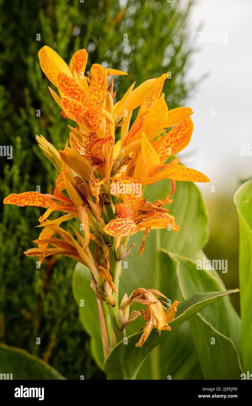close up of a beautiful yellow canna lily, Indian shot (Canna indica) in early summer bloom Stock Photo
