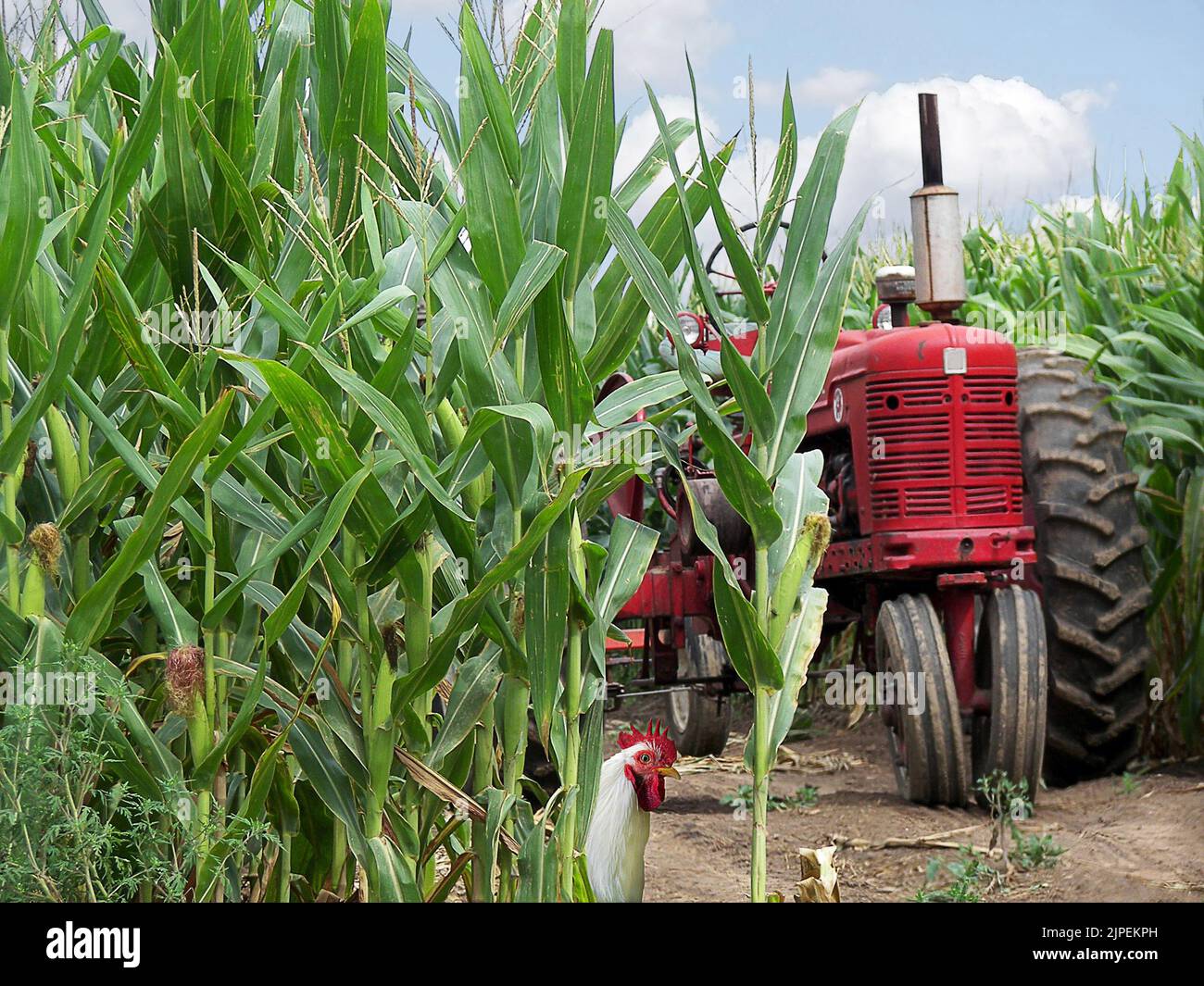Old red tractor in cornfield with rooster Stock Photo