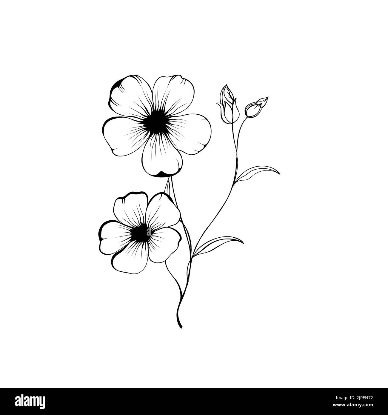 Periwinkle Drawing, hibiscus drawing, white, leaf png | PNGEgg