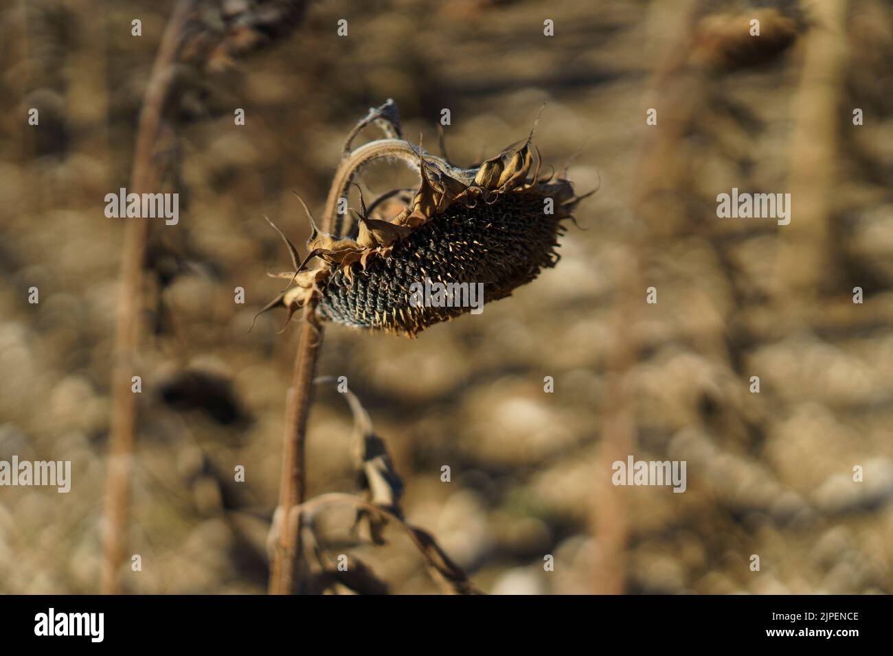 FRANCE: Weather - Dead sunflowers in a field, outside of Condom, France in August 2022. Global warning and climate change. © Credit:  David Levenson/Alamy Stock Photo