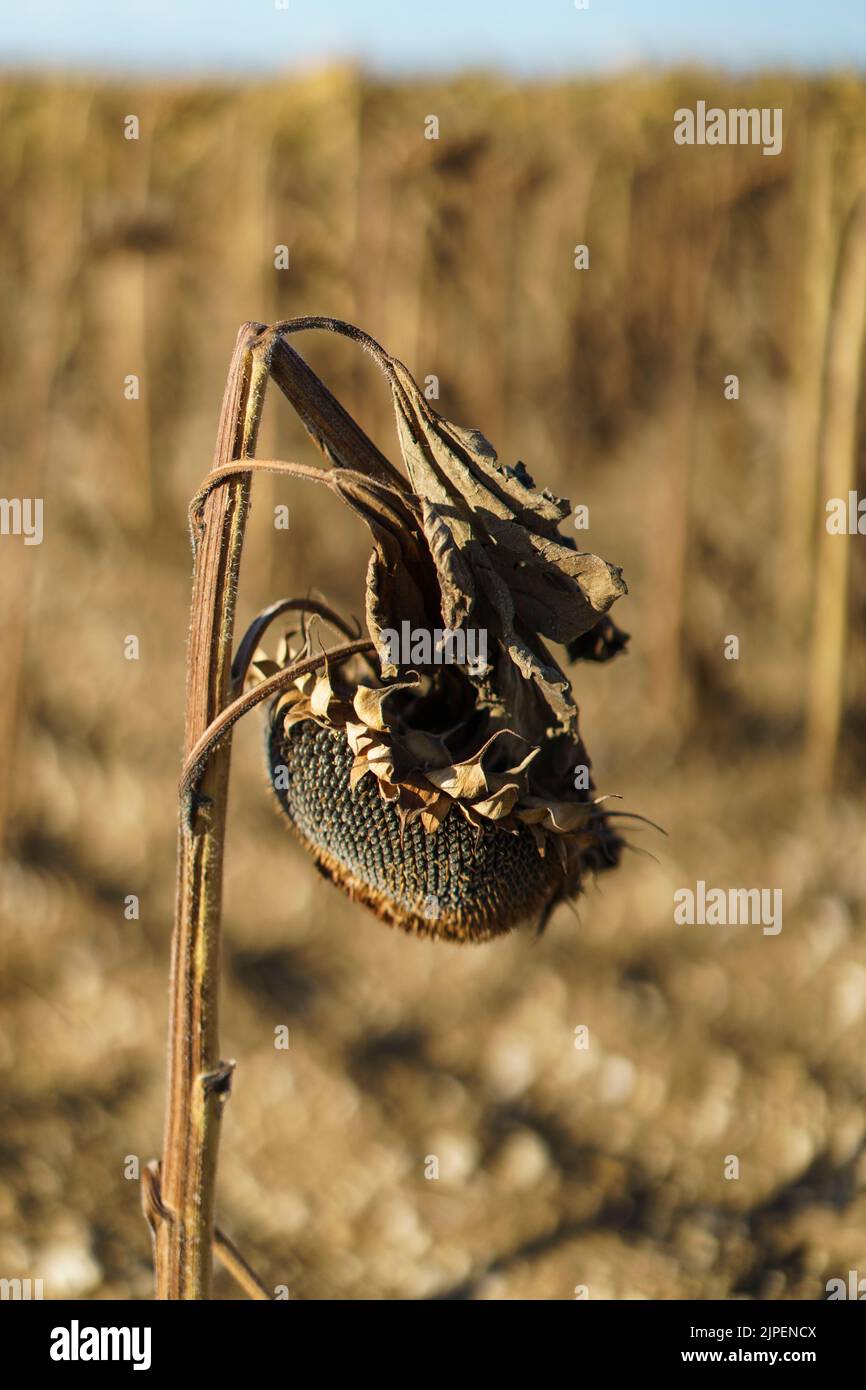 FRANCE: Weather - Dead sunflowers in a field, outside of Condom, France in August 2022. Global warning and climate change. © Credit:  David Levenson/Alamy Stock Photo