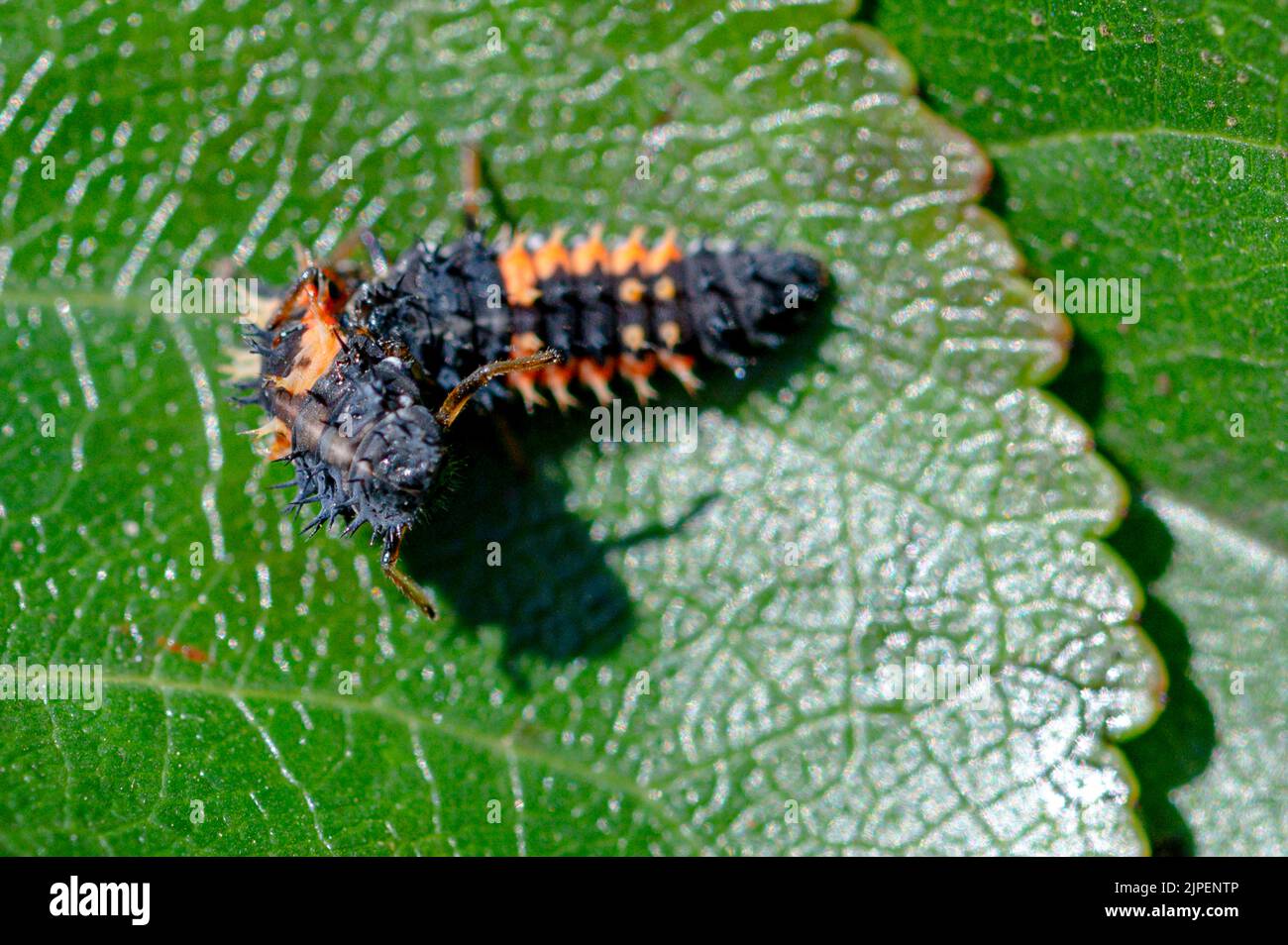 Cannibalism with the larva of a Harlequin ladybug beetle, Harmonia axyridis, eating a larva of the same species Stock Photo