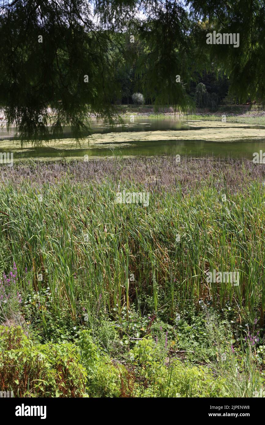 Dégradation écologique. Les étangs de Corot. Ville d'Avray. Haut-de-Seine. Ile-de-France. France. Europe. Stock Photo