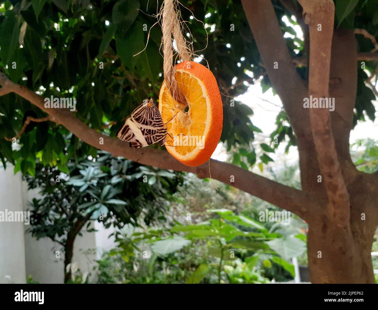 A closeup shot of a colobura dirce butterfly on a slice of an orange, hanging from a tree Stock Photo
