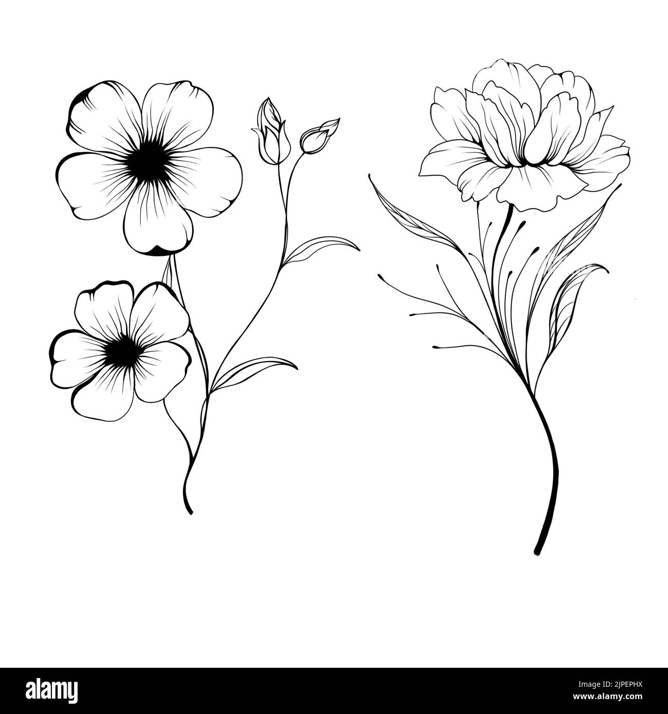 Set Flowers Periwinkle. Hand drawing. Outline. On a white background. Beautiful sketch of a tattoo - a delicate twig with flowers. botany design eleme Stock Photo